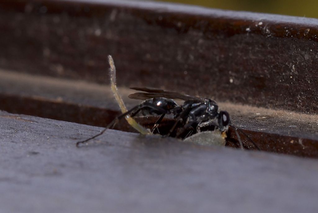 Pompilidae?  S, Auplopus cfr. carbonarius che preda ragno Cheiracanthium sp.